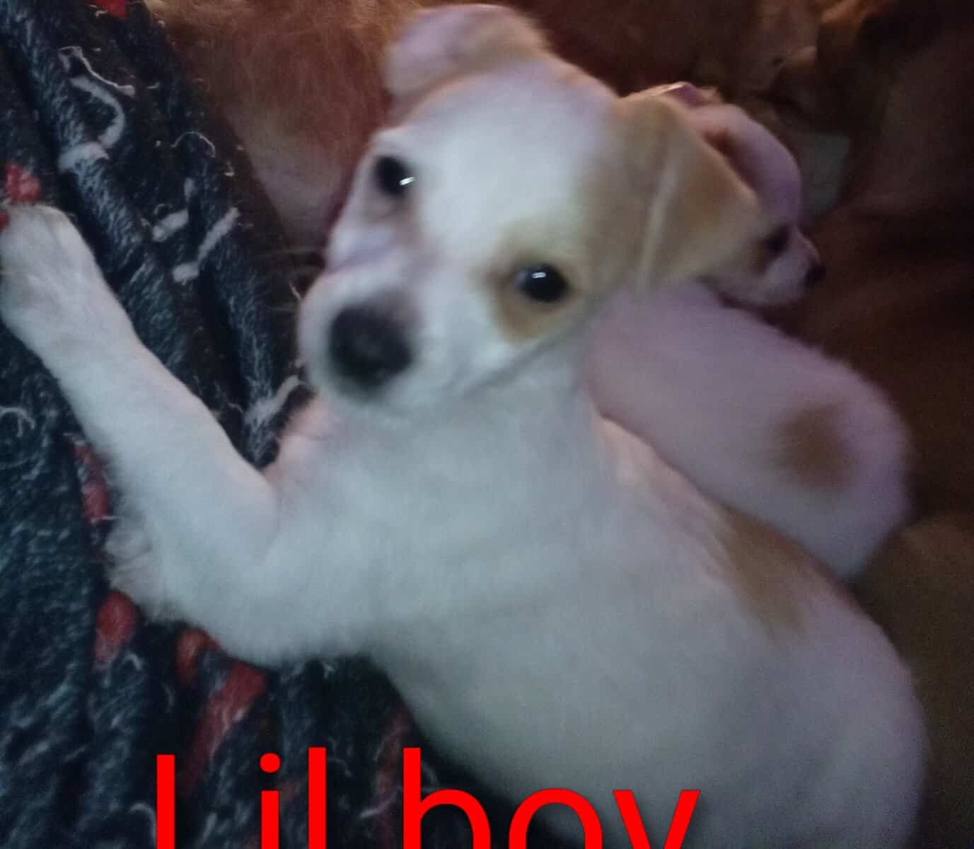 Pup's need home image 1