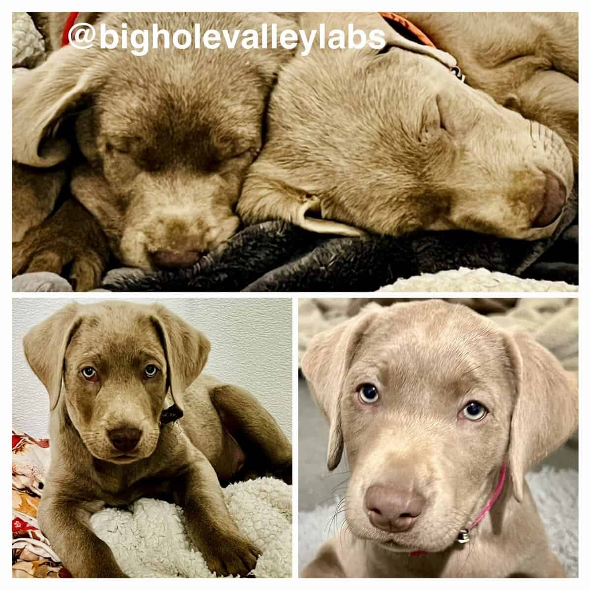 Silver Labrador Puppies, AKC, DNA, microchip, more image 5