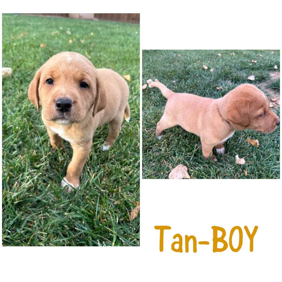 AKC Labrador puppies image 4