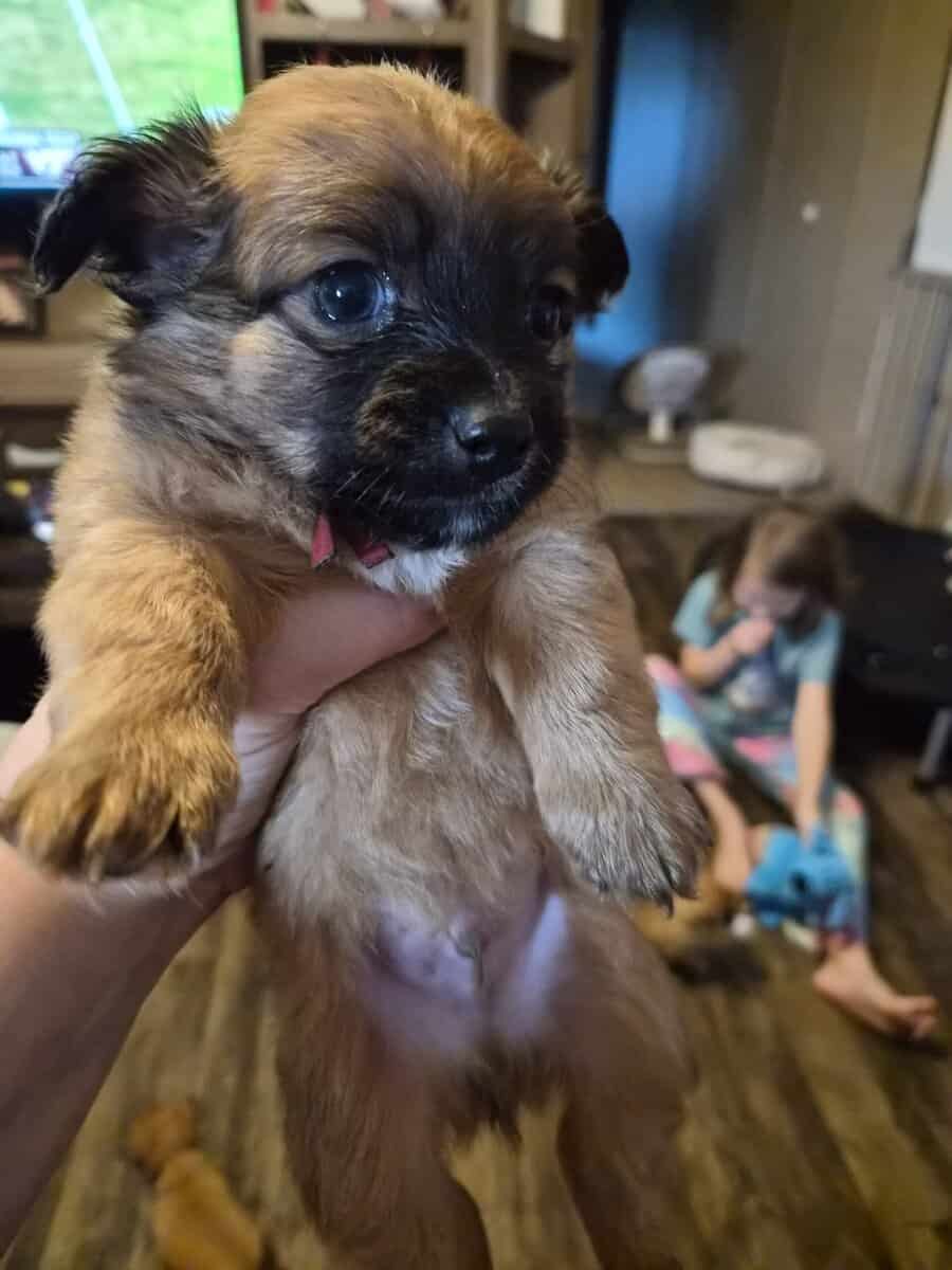 Chihuahua puppies image 4