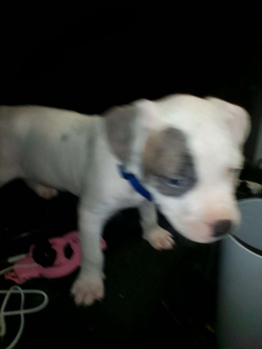 Pitbull Puppies Blue-nose/ Red- nose image 9