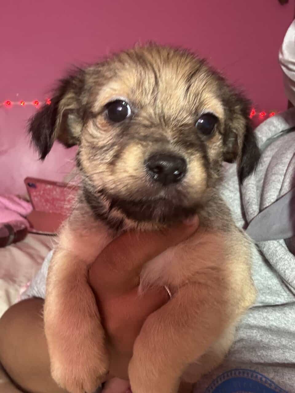 Patterdale terrier mix haizel image 1