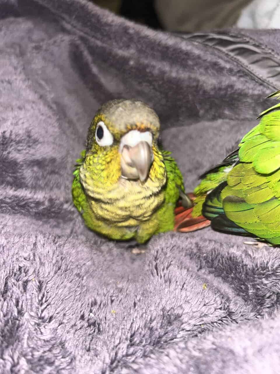 Green cheek conure image 1