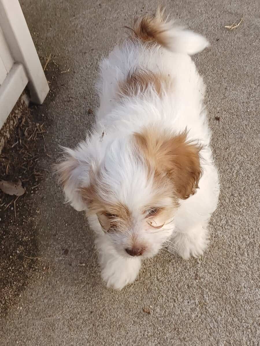 Yorkiepoo mix puppies for sale image 2