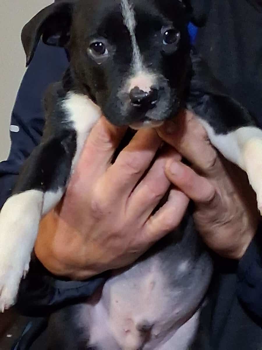 Cute pitbull pups image 3