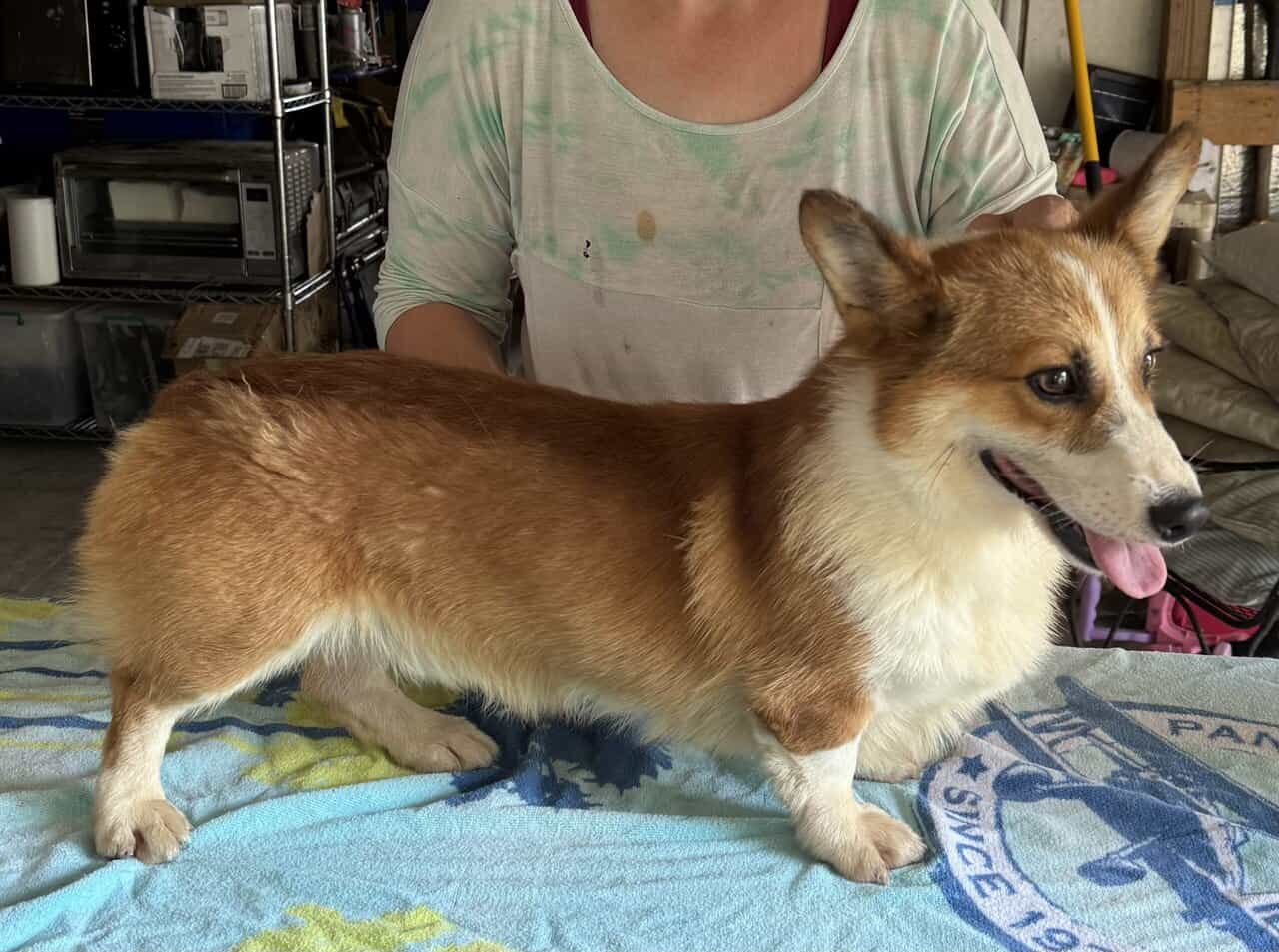 2 yr. Pembroke Welsh Corgi image 10
