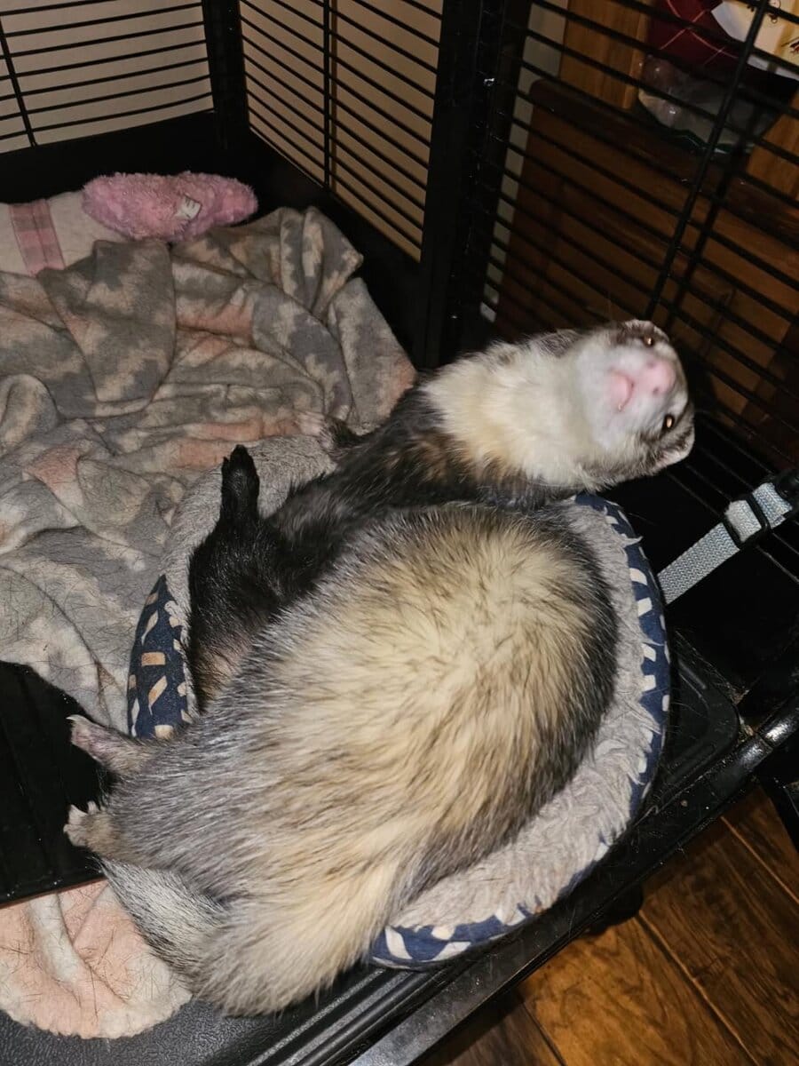2 sweet male sibling ferrets for rehoming image 4
