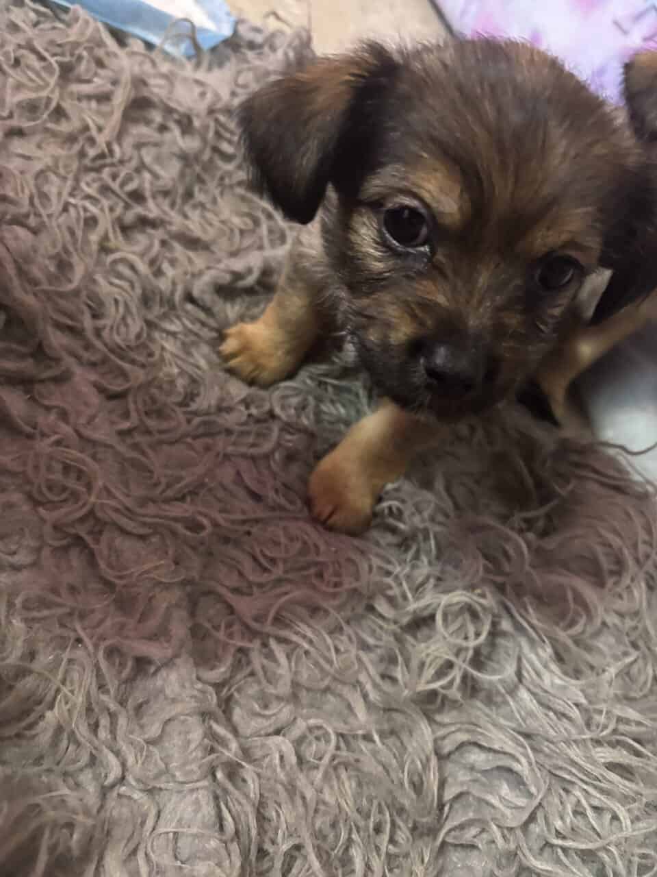 Zeailah a patterdale terrier mix image 2