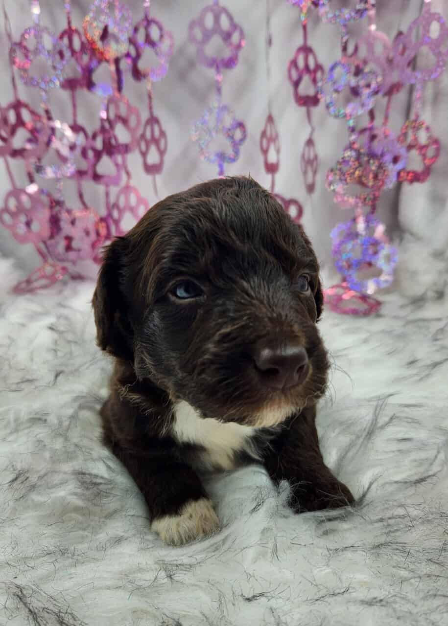 6 Mini Aussidoodles image 16