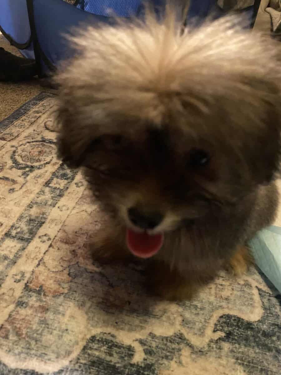 Maltipoo for sale boy image 4