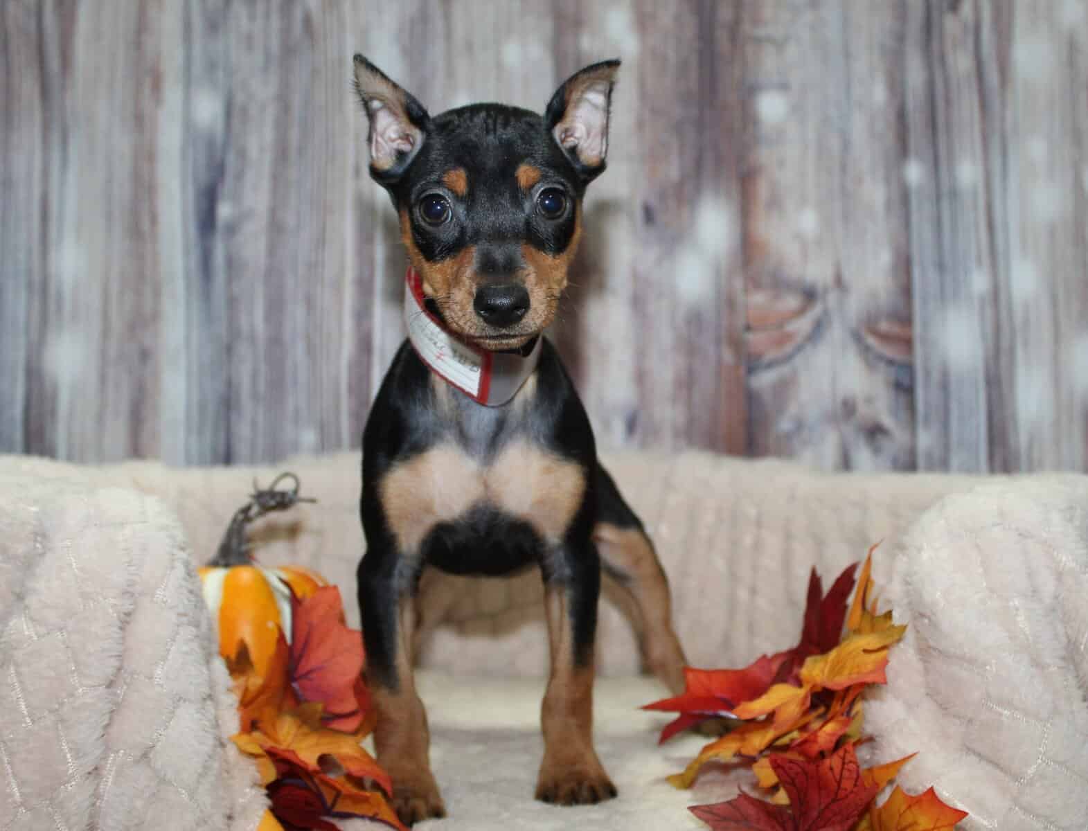 Min Pin Puppies image 2