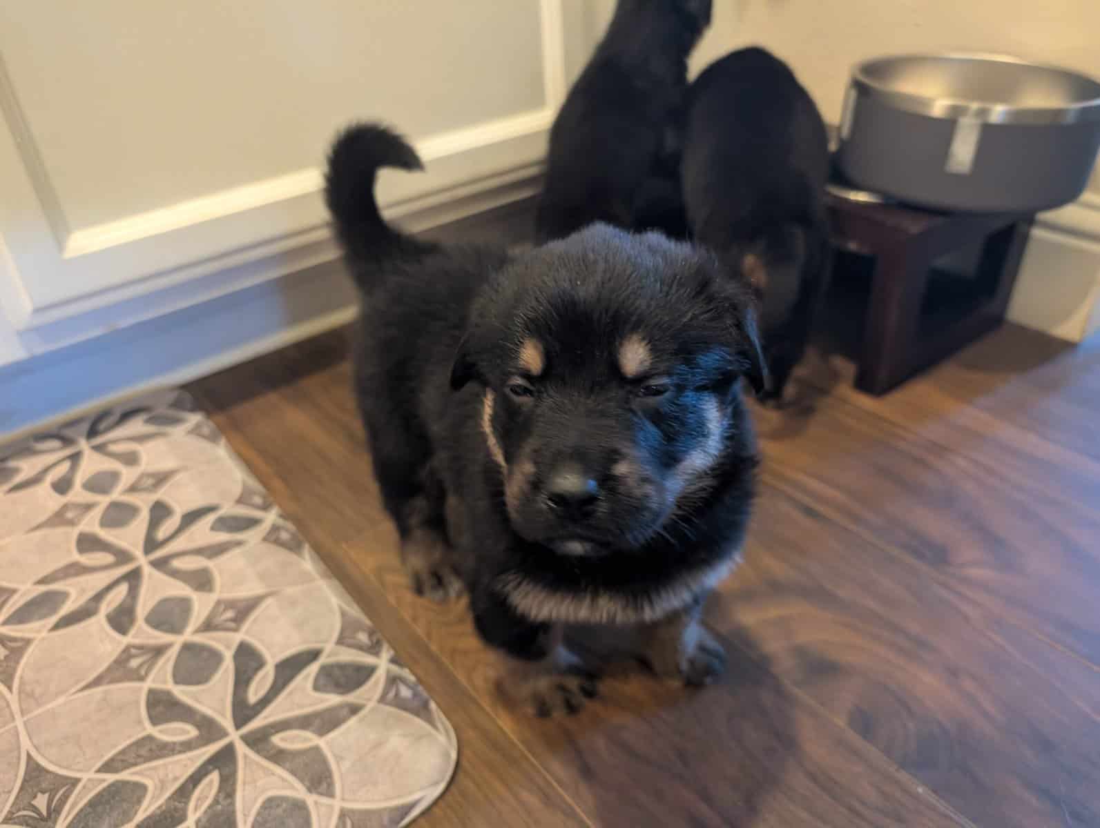 German shepherd mix puppies image 10