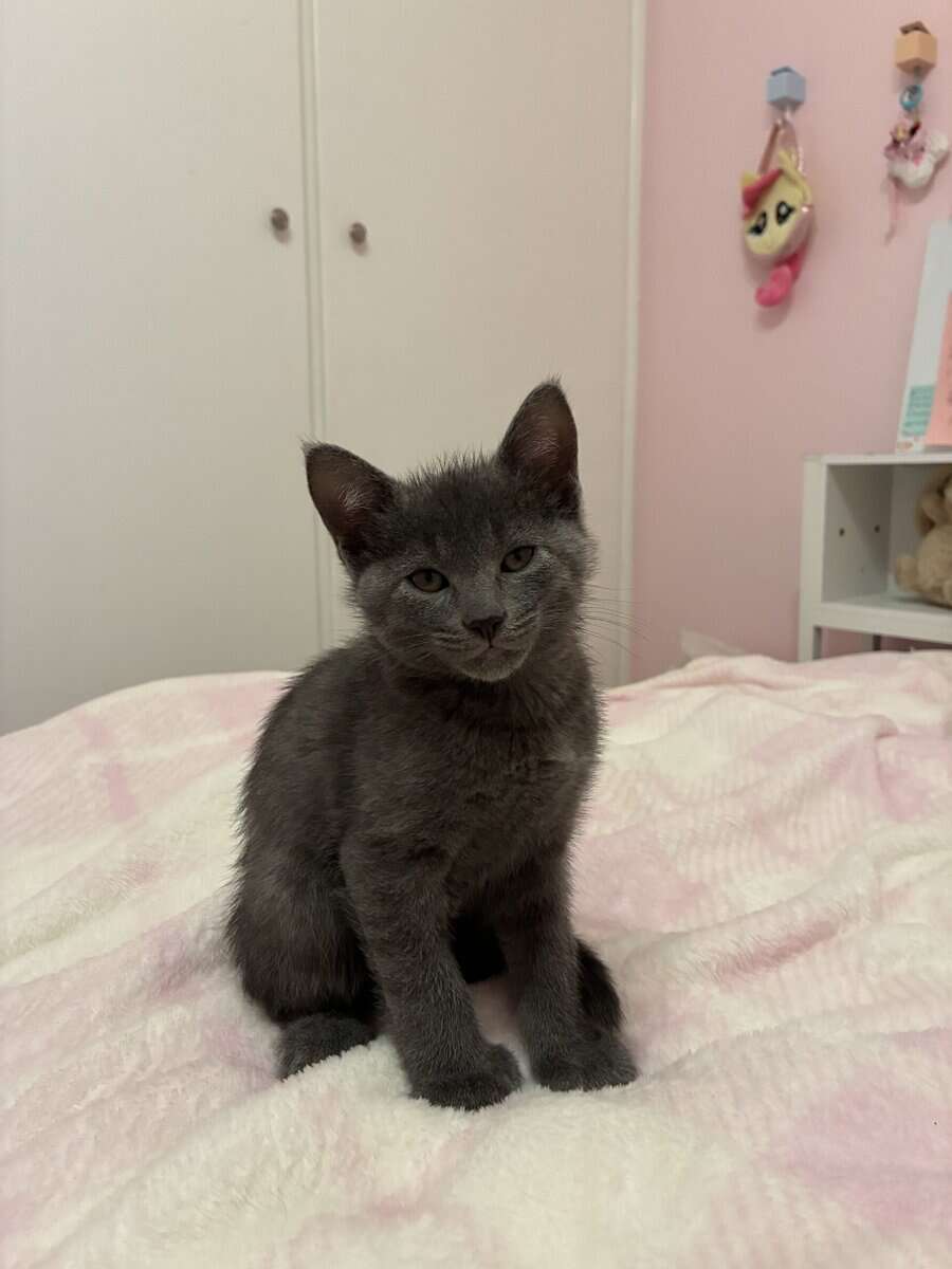 Kittens need a home image 4