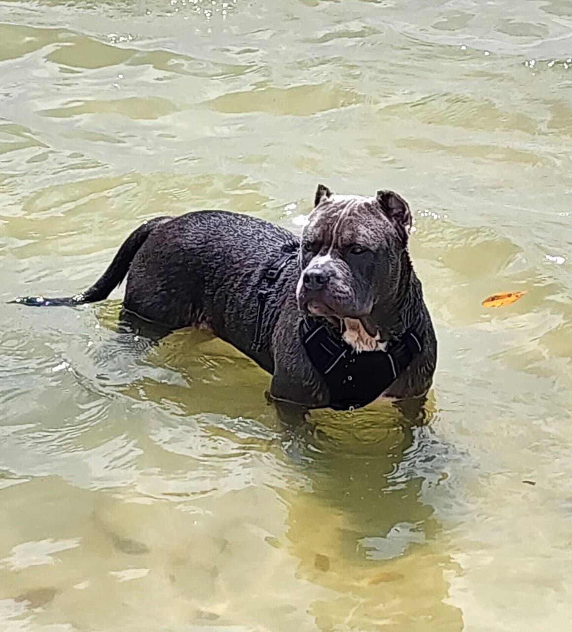 American Bully image 2