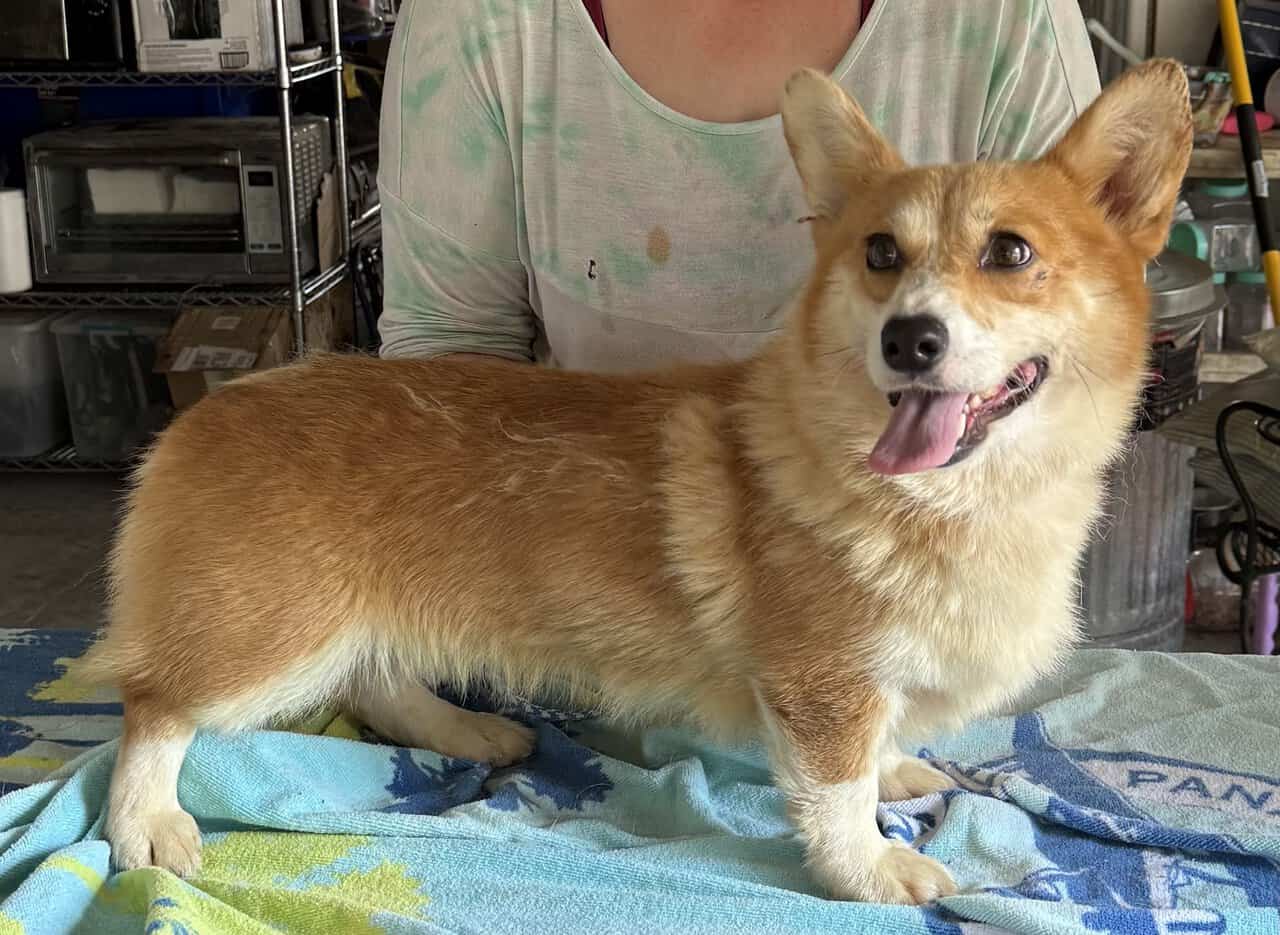 2 yr. Pembroke Welsh Corgi image 5