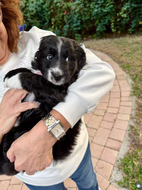 Aussipoo Puppies image 3