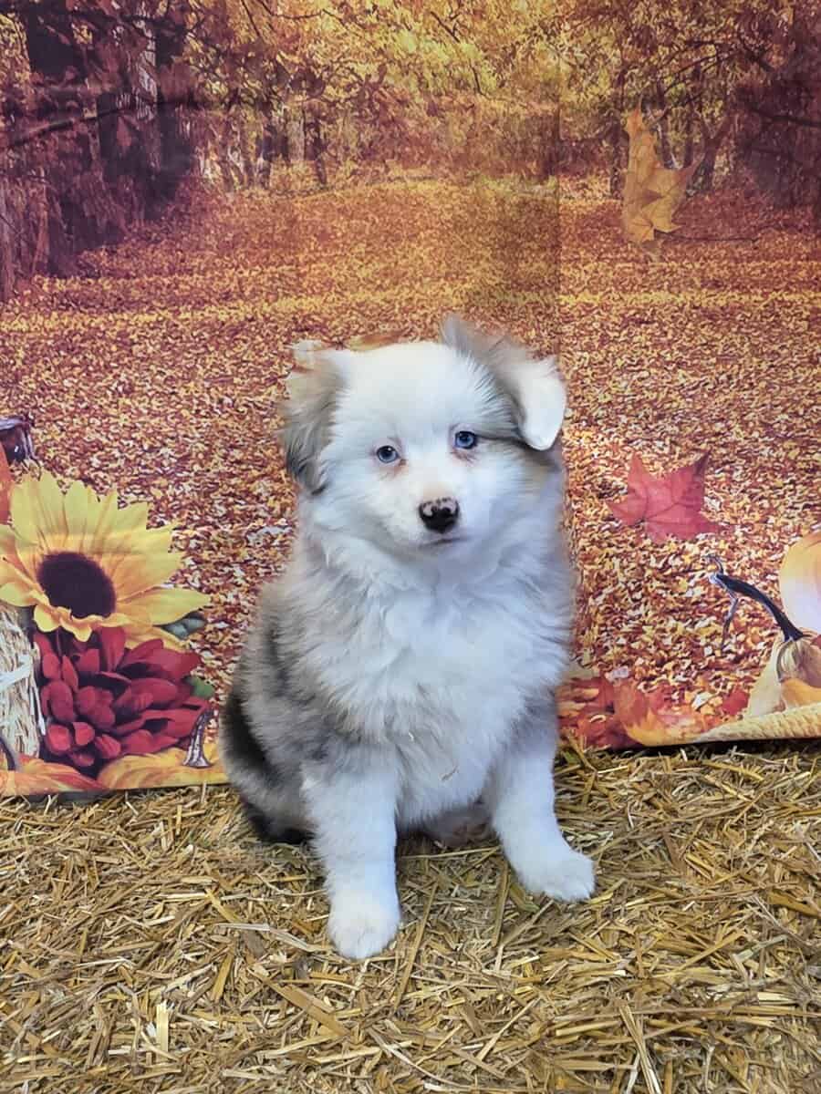 Mini Australian Shepherd puppies image 1