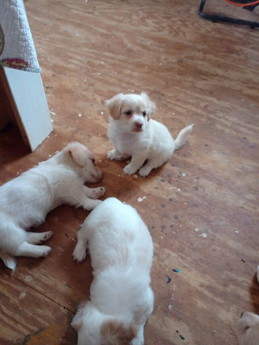 Shorkie puppies image 2