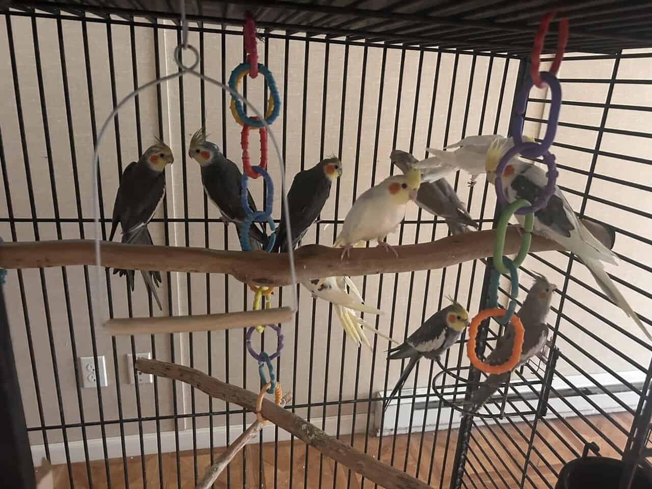 Cockatiel for sale image 12