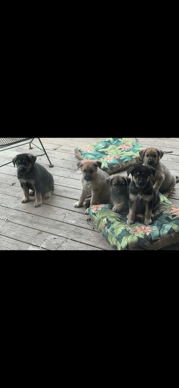 German Shepherd Rottweiler Great Pyrenees Pups 8w image 2
