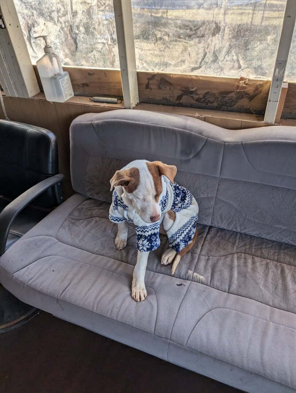 Dog for sale image 3