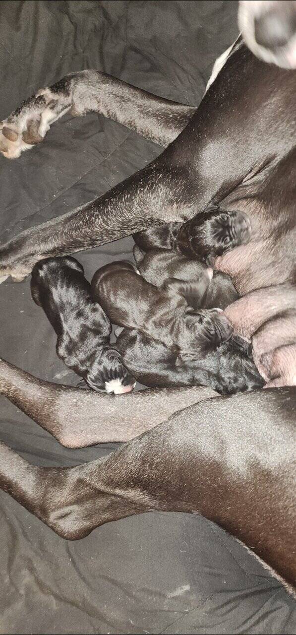 Great Dane Puppies image 6