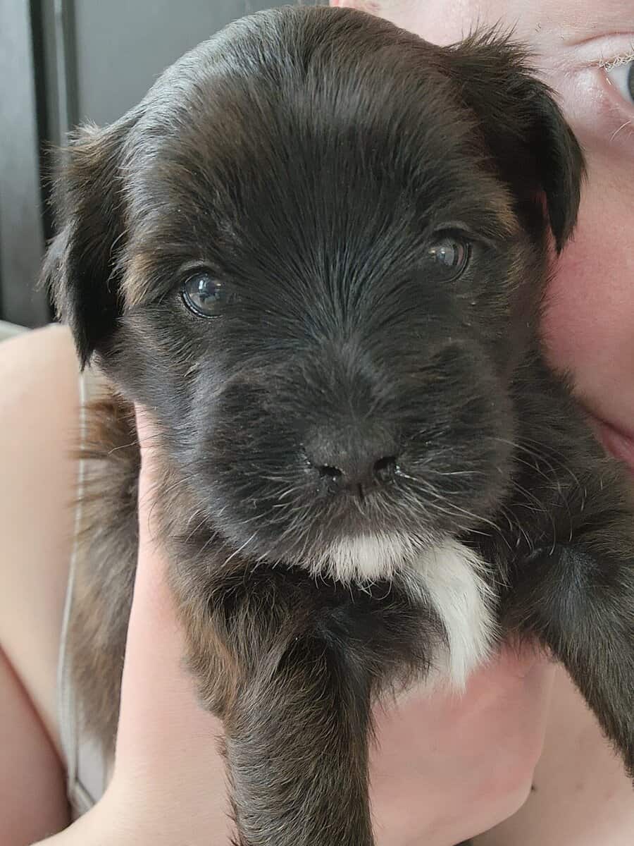 Designer Shorkipoo Puppies image 3