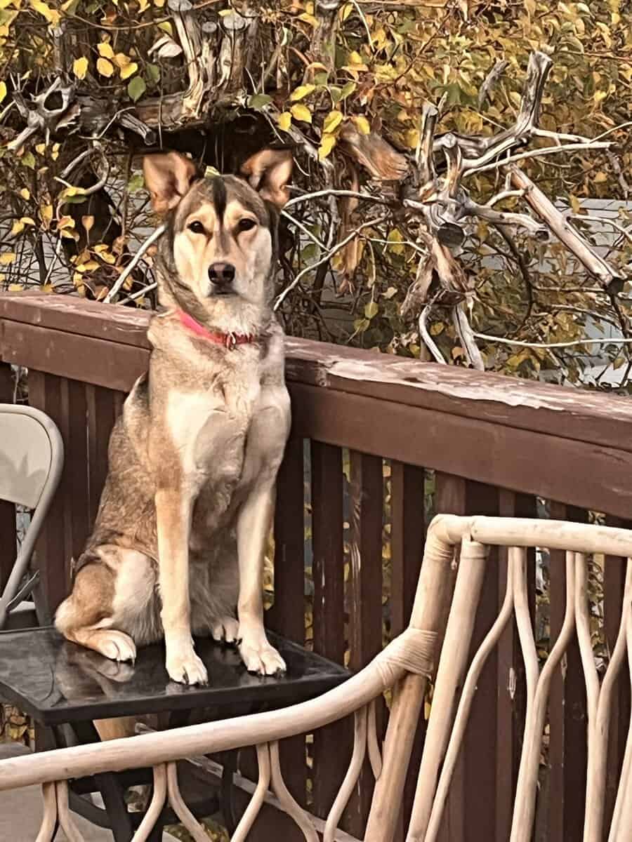 Huskey / German shepherd mix image 8