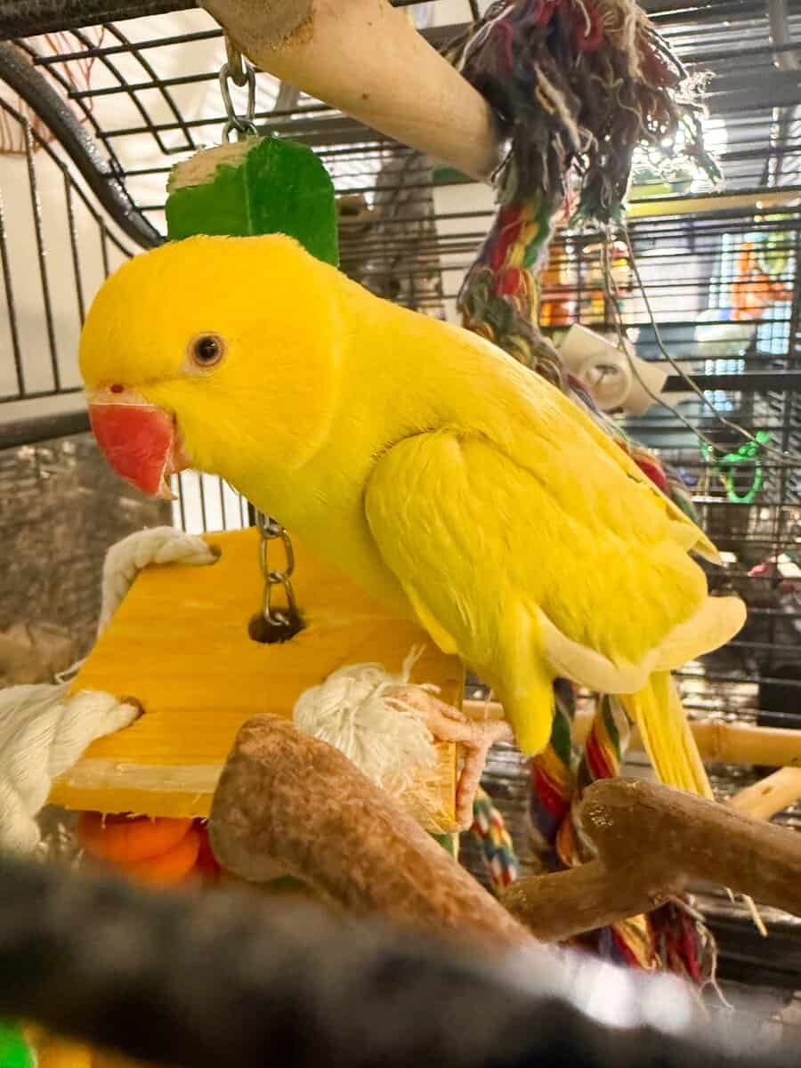 Lutino Pallid Indian Ringneck image 1