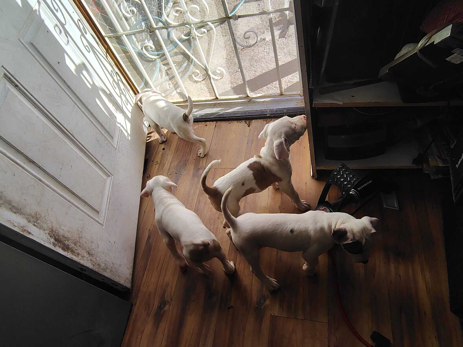Rehoming-pitbull puppies image 2