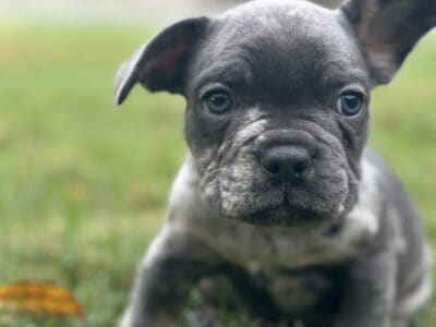 Adorable French Bulldog ready for a new home