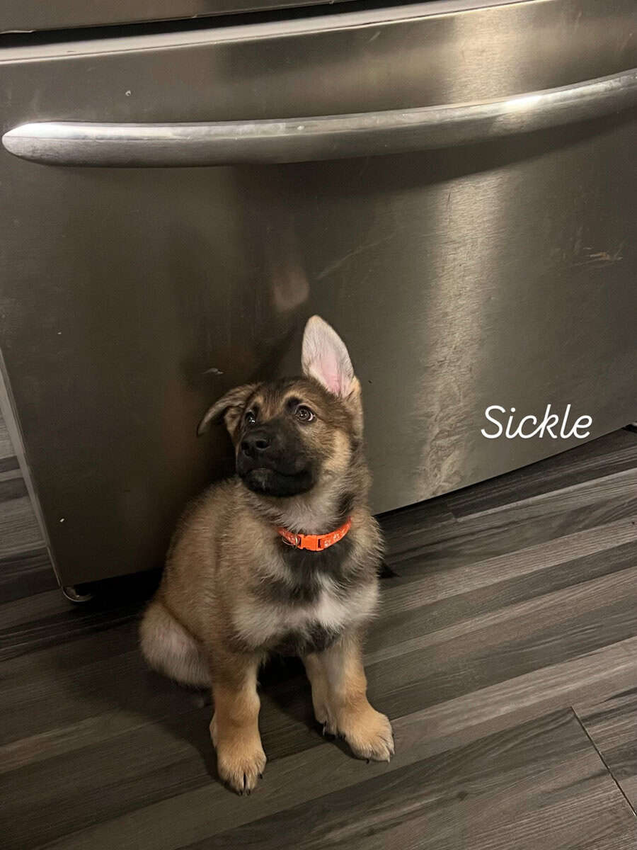 German Shepherd image 6