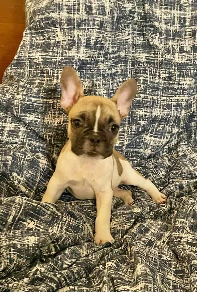 French Bulldogs pups image 3