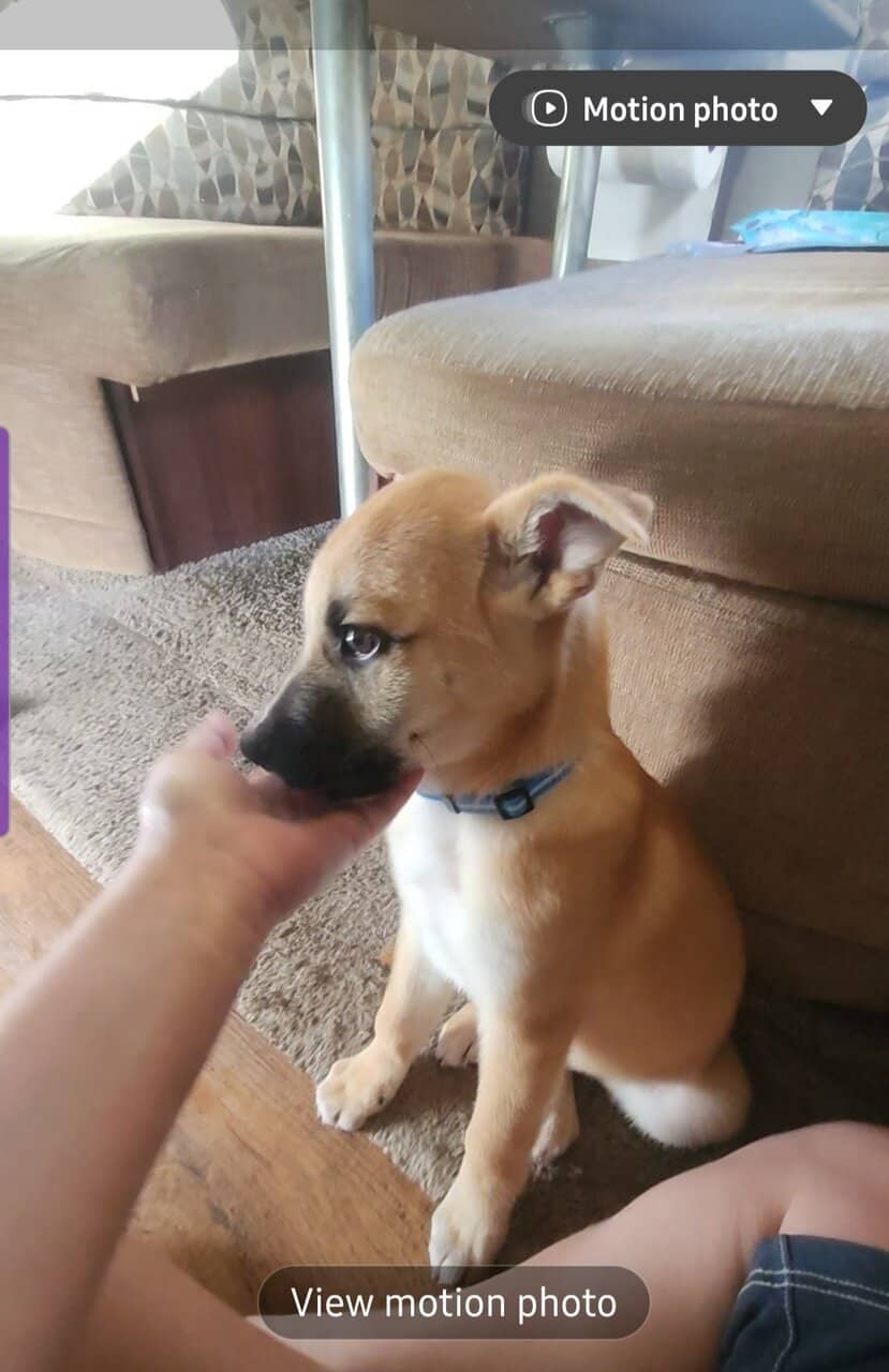 Pitsky pup image 1