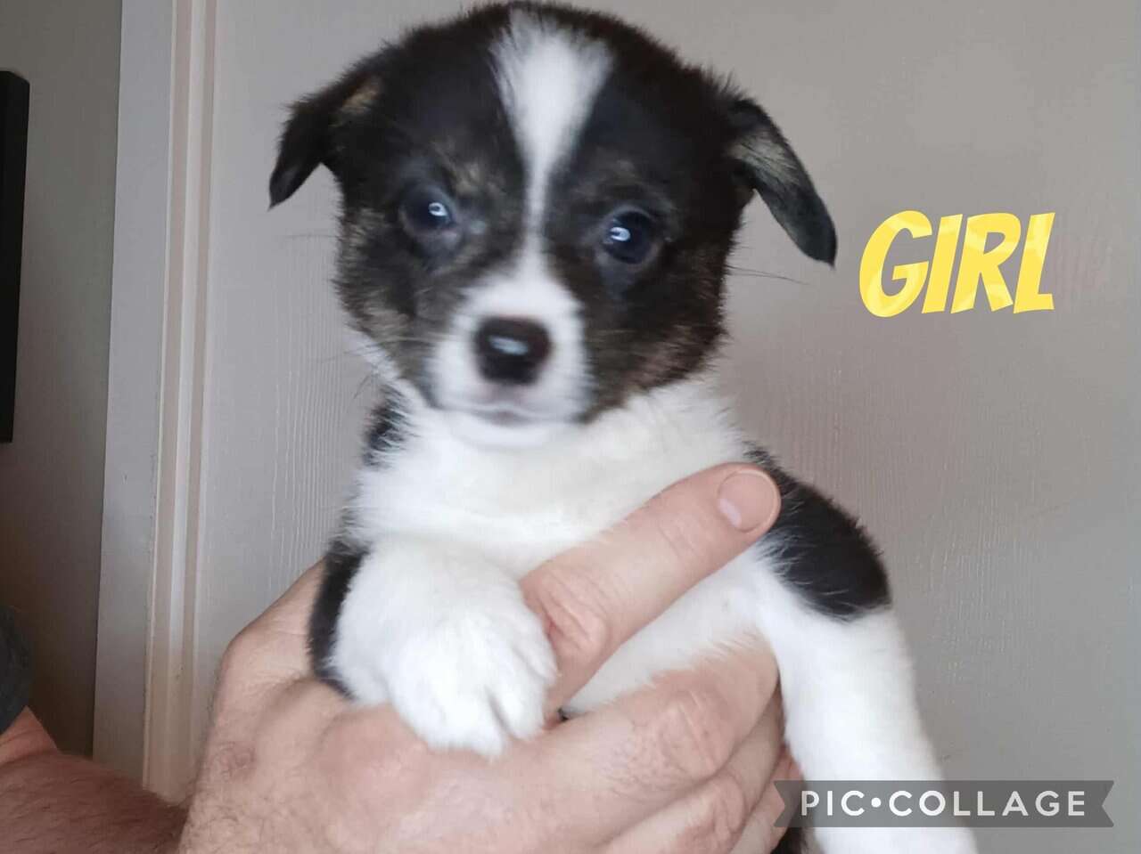 Ckc American Corgis image 4