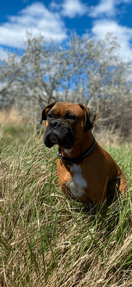 Flashy Fawn Boxers image 1