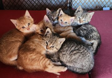 Kittens near Galesburg