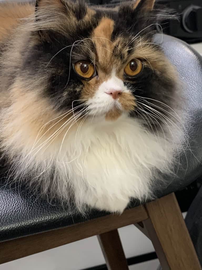 Adorable Persian Calico looking for furever home image 1