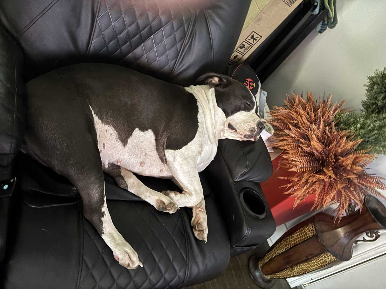 Rehoming my homey! image 6