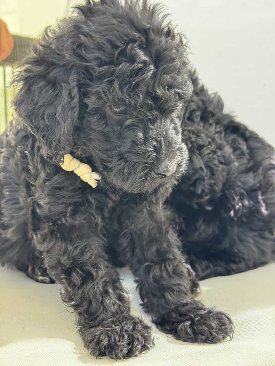 Standard Poodle Puppies – Family Raised – Ready image 14
