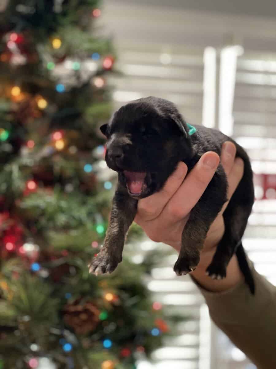 AKC Registered German Shepherd Puppies — 9 Availab image 11