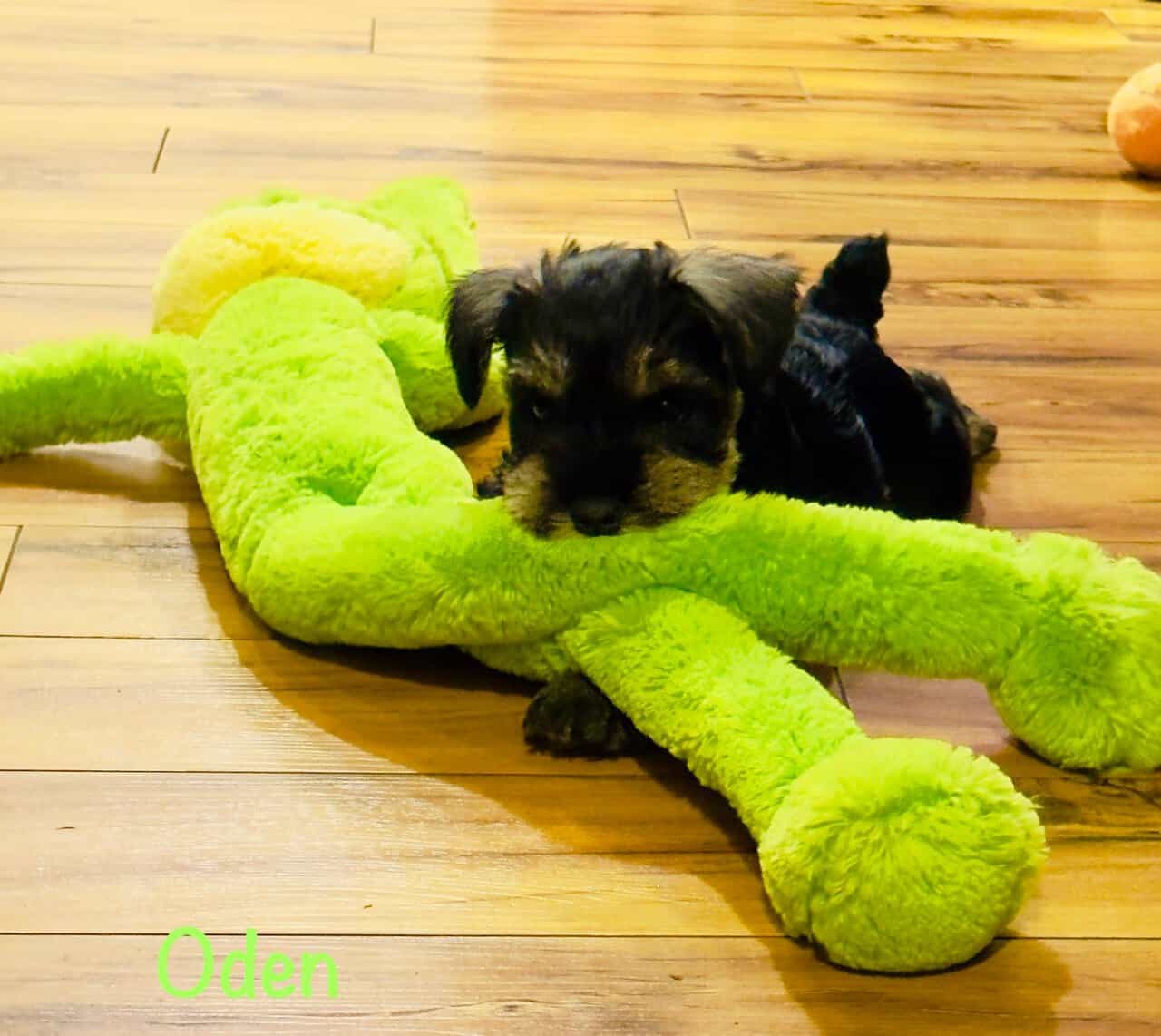Miniature schnauzers image 3