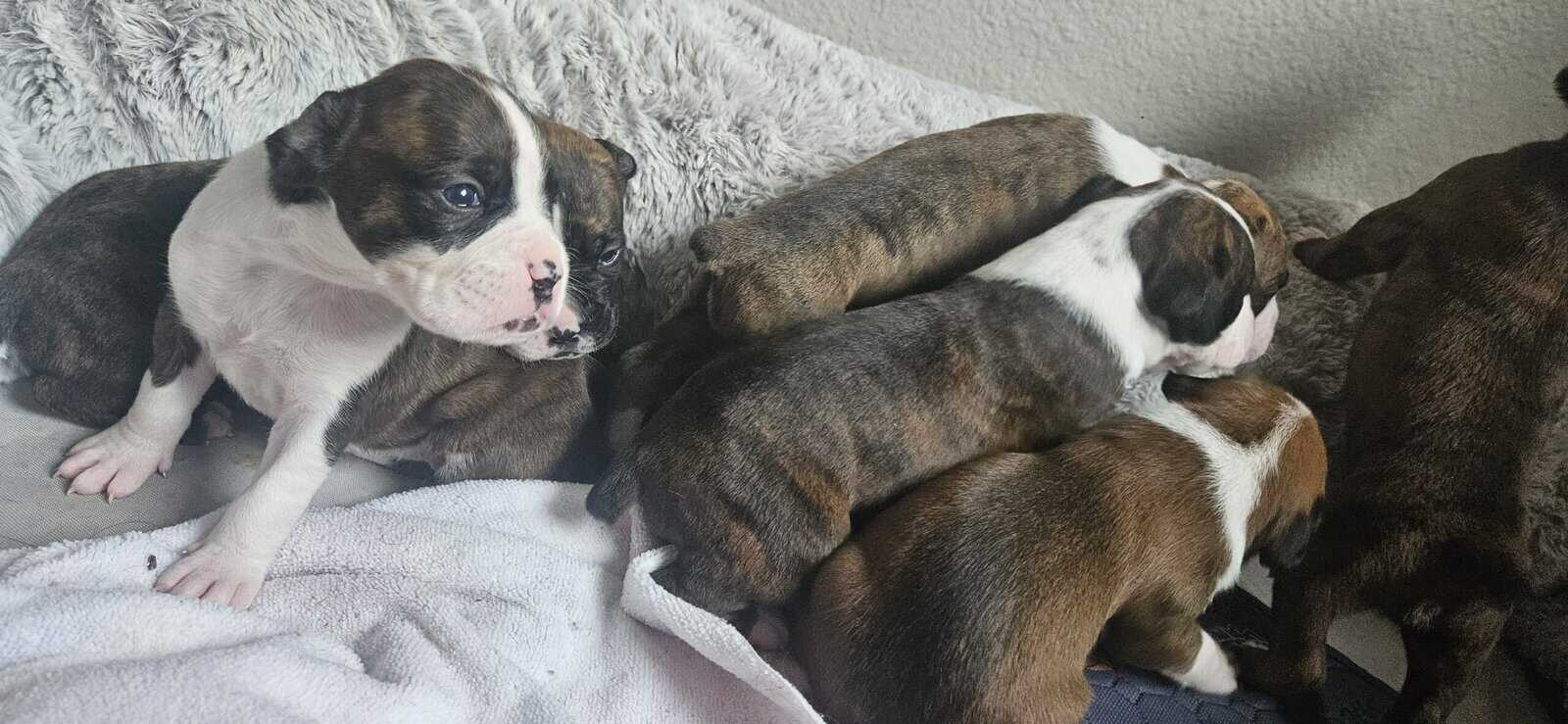 Full breed boxer puppies 8 weeks old image 3
