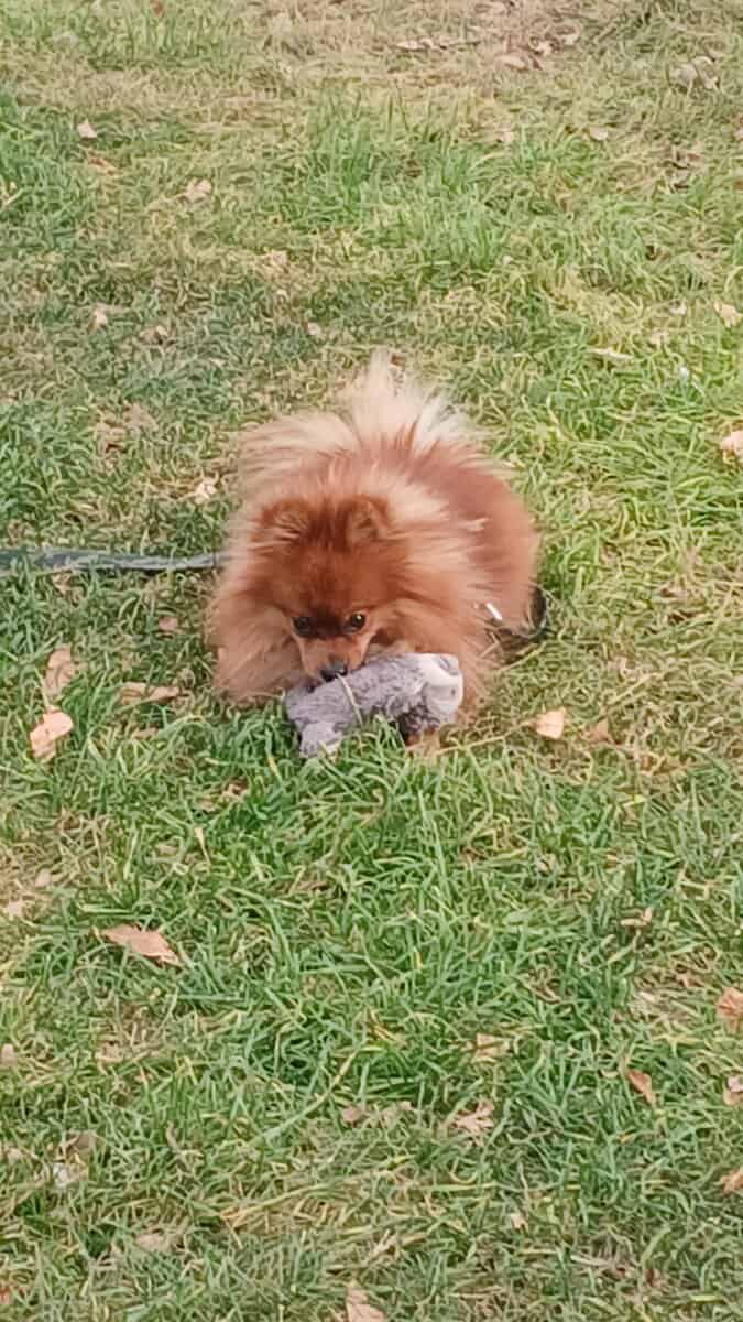 Pomeranian for sale. image 1