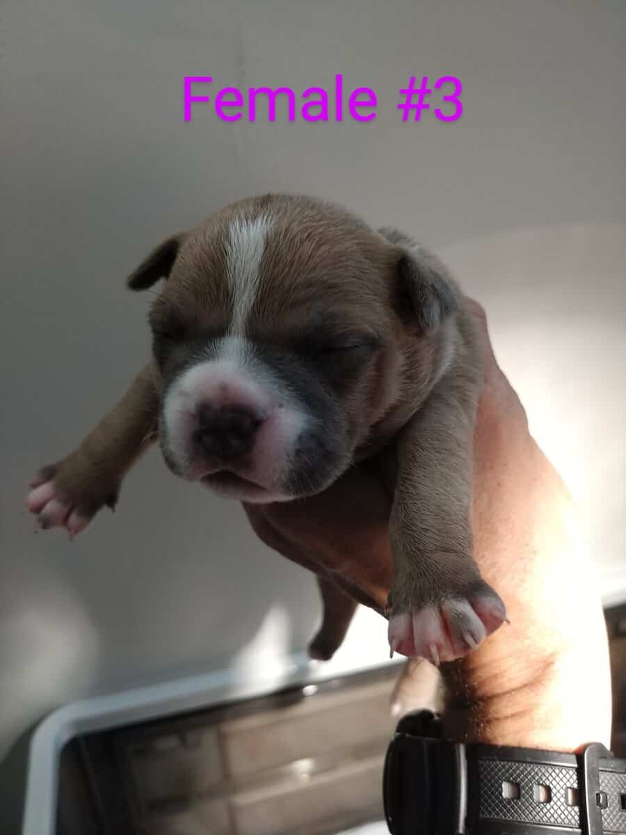 Premium Pocket Bully Puppies – Males & Females image 3