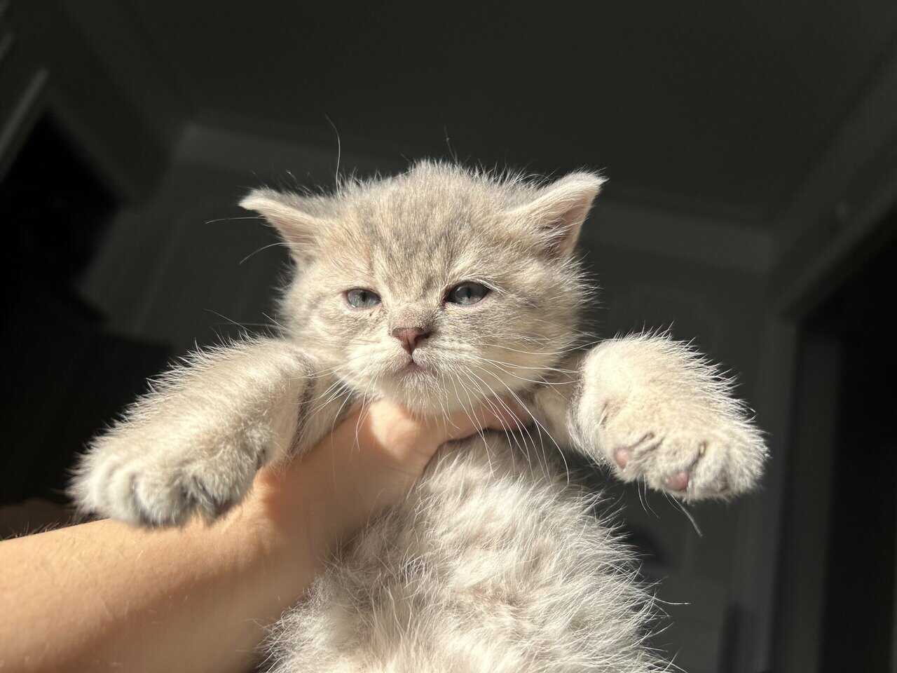 Scottish kittens image 3