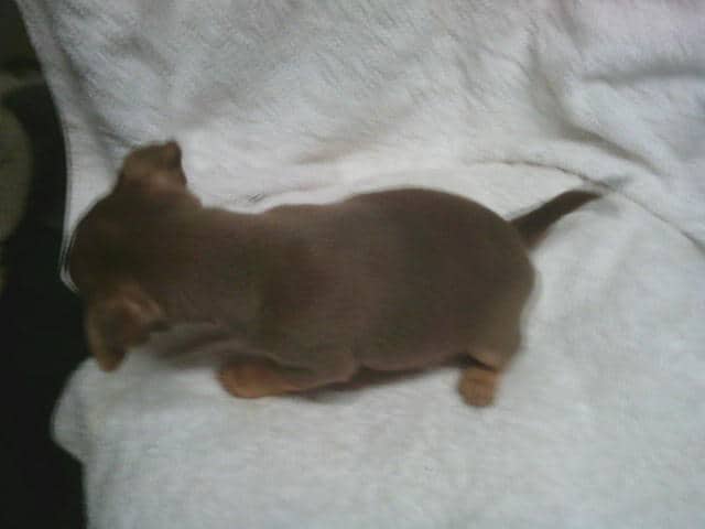 Adorable Chihuahua- pom cross puppies image 4