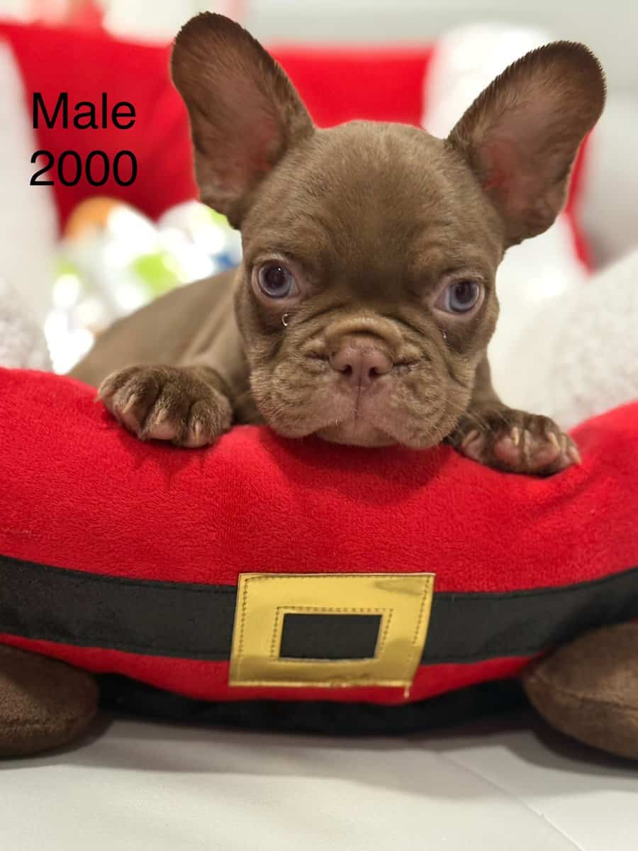 French bulldog for sale image 3