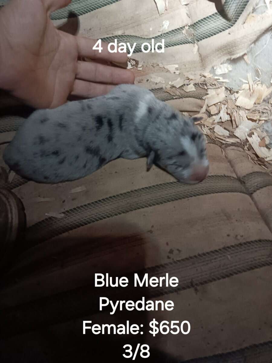 GREAT PYRE-DANE PUPPIES image 4