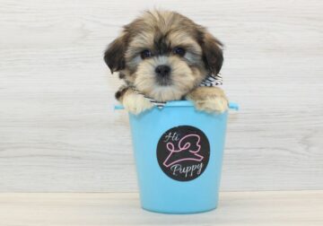 Shorkie Puppies For Sale